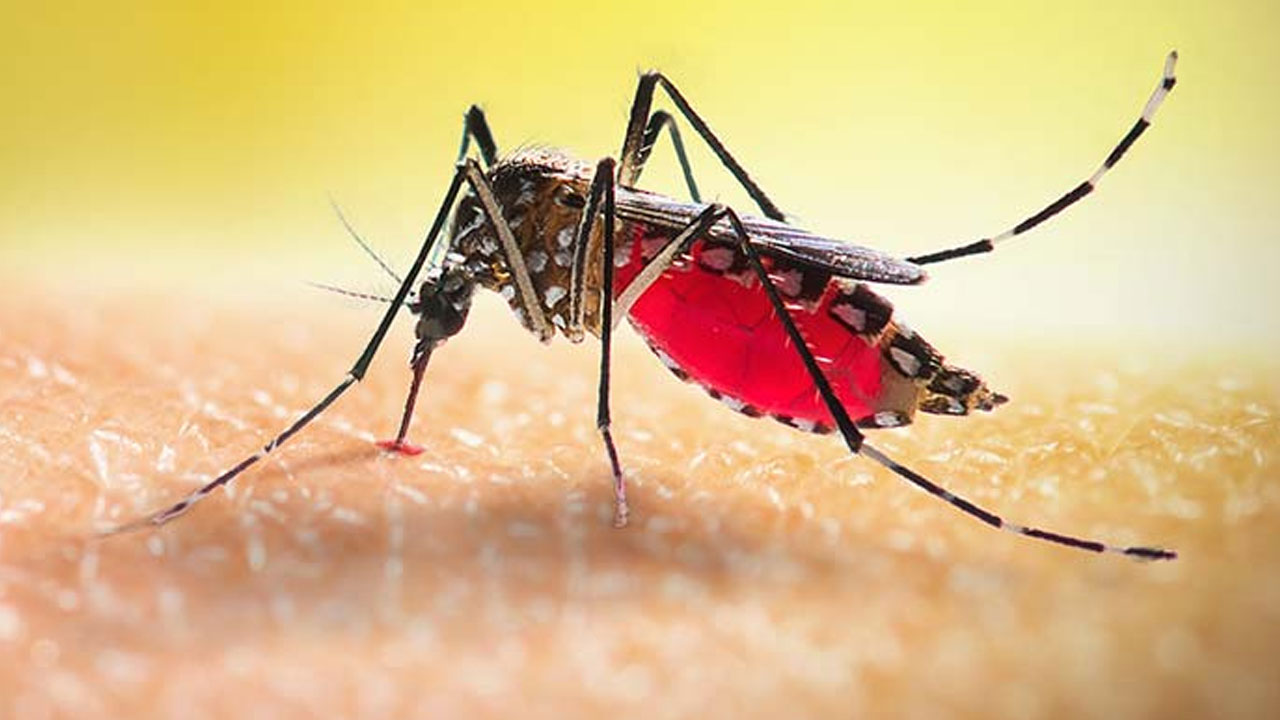 ডেঙ্গুতে আরো ৩ জনের মৃত্যু, হাসপাতালে ৪০৩