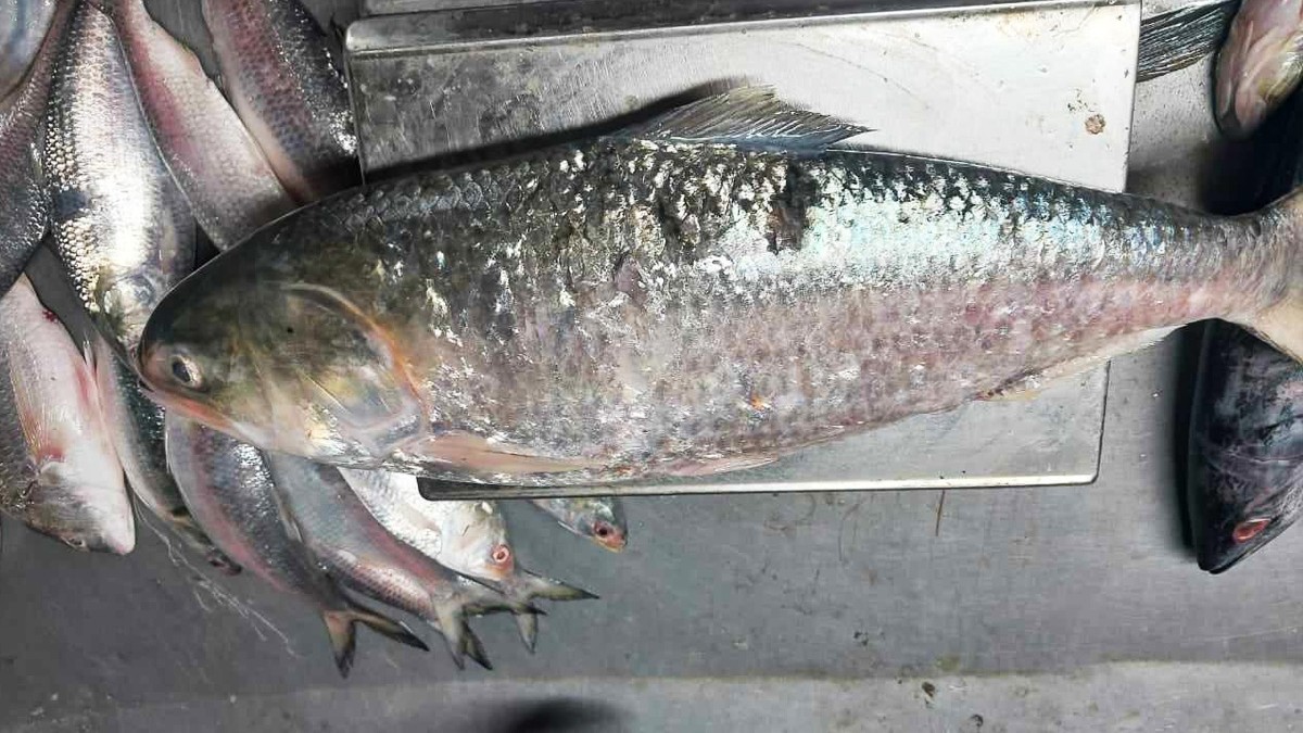 দুই কেজির এক ইলিশের দাম ৬ হাজার টাকা
