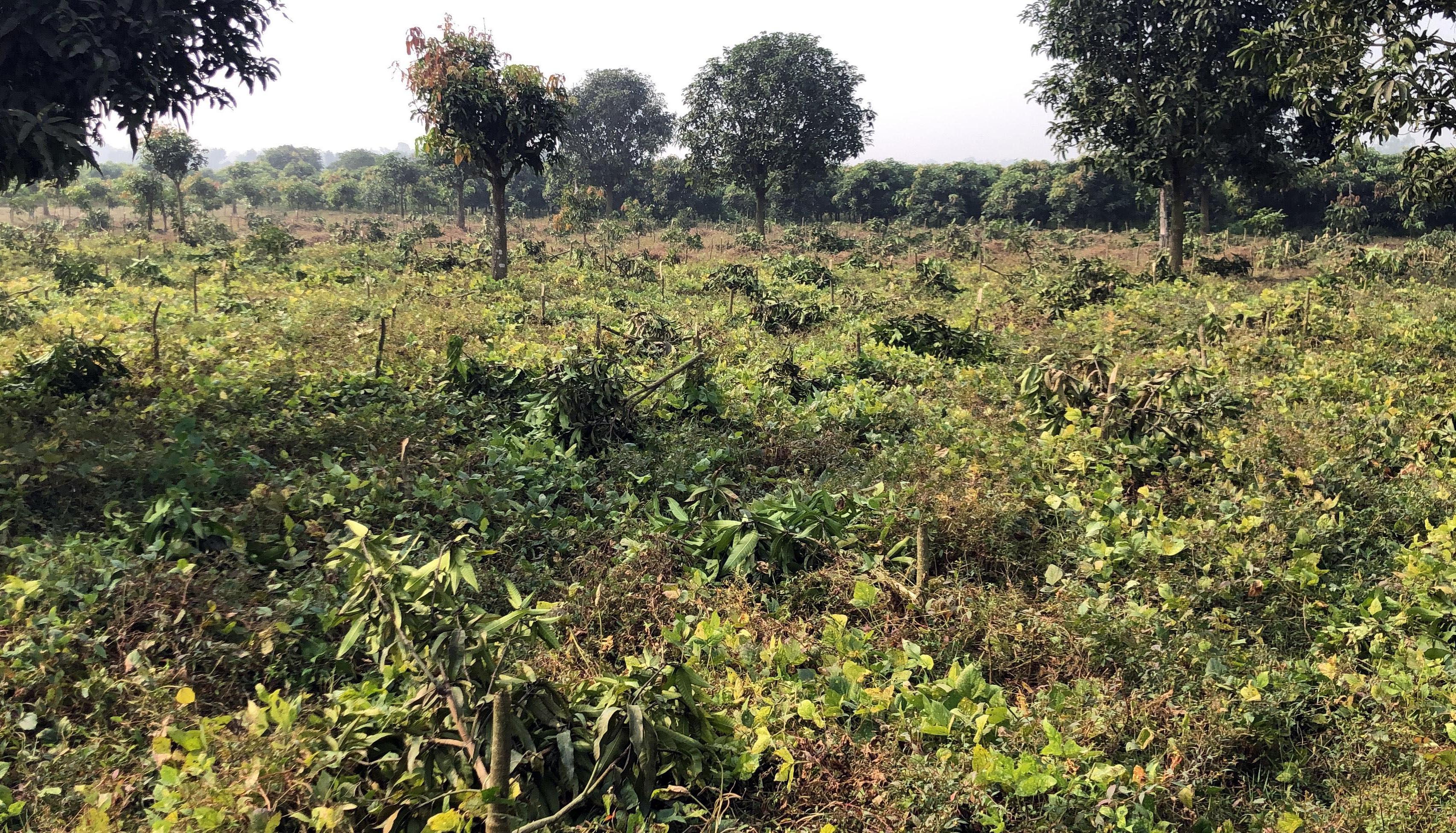 গাছের সাথে এ কেমন শত্রুতা?