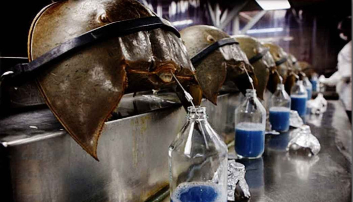 কাঁকড়ার রক্তে বাঁচলো লাখো মানুষের প্রাণ!