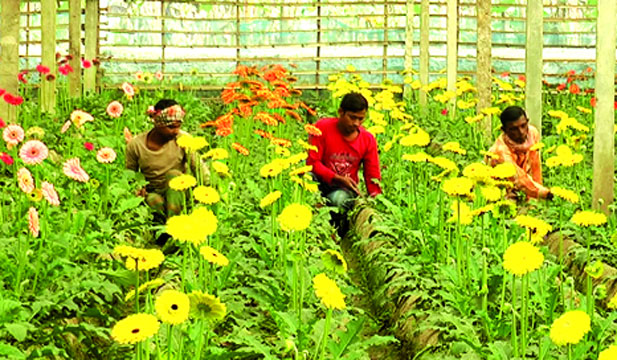 শত কোটি টাকার ফুল বিক্রির আশা