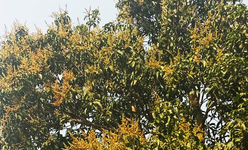 রাজশাহীর গাছে গাছে উঁকি দিয়েছে আগাম আমের মুকুল