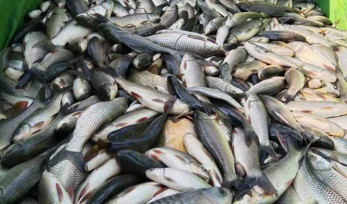 বাগমারায় পুকুরের পাহারাদারকে বেঁধে ৯ লাখ টাকার মাছ লুট