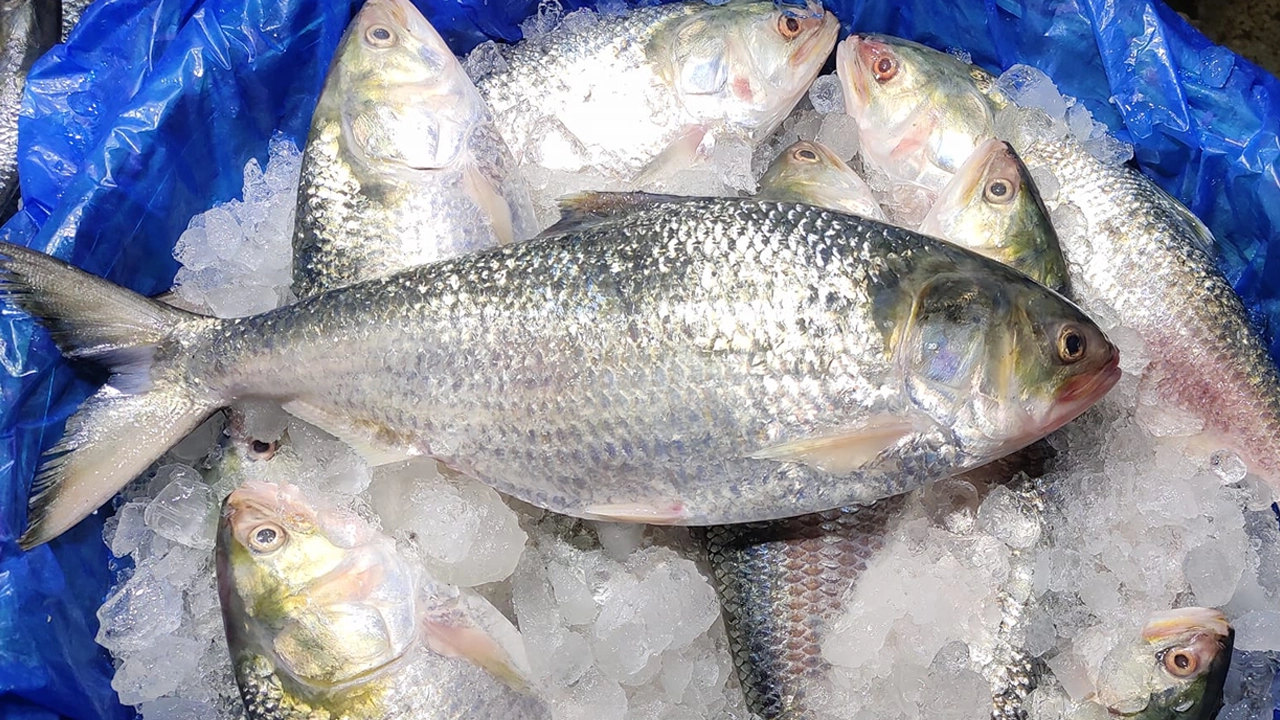 রোববার থেকে কম দামে ইলিশ বেচবে সরকার