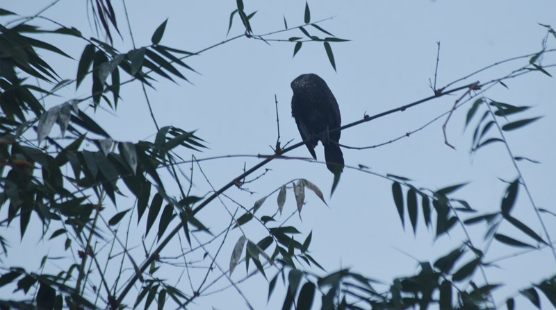 পচামাড়িয়ায় উড়েনা পাখির ঝাঁক, নেই কলতান