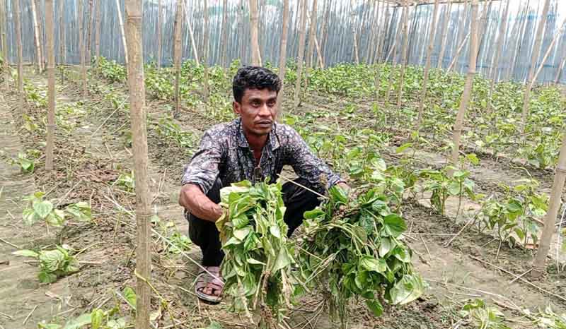 দুর্গাপুরে বরজের কুড়ি নষ্ট করার অভিযোগ পানচাষির