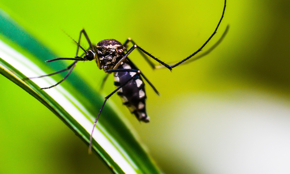 ডেঙ্গুতে আরও ৩ জনের প্রাণহানি