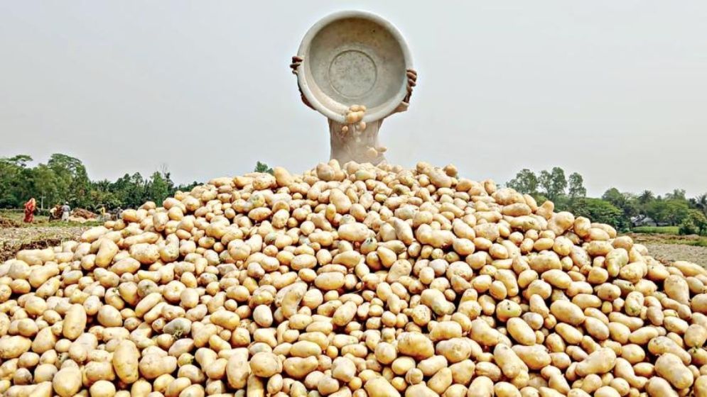 কেজিতে ৫-৬ টাকা লোকসান, দিশেহারা আলু চাষিরা