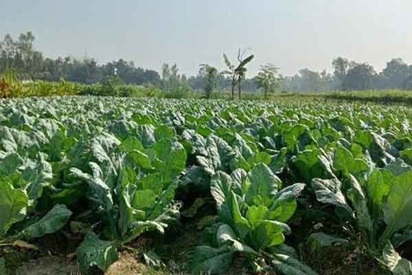 করতোয়া নদীর চরে দিগন্ত বিস্তৃত সবুজের সমারোহ