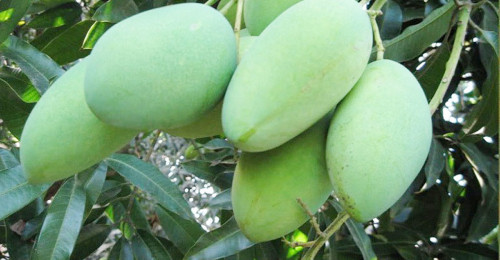 ফজলিতে ধরা রাজশাহীর আমচাষিরা