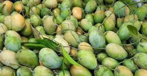 চাঁপাইনবাবগঞ্জের আম রপ্তানিতে ধস