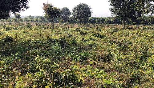 গাছের সাথে এ কেমন শত্রুতা?