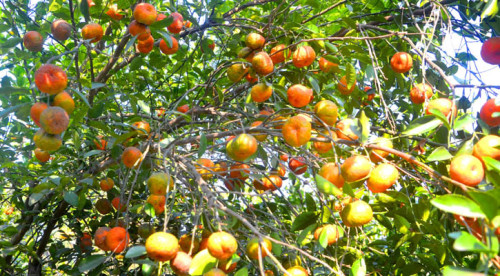 বাগানজুড়ে কমলার হাসি