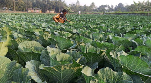 স্বপ্ন নিয়ে ফুলকপি চাষ, বাজারদরে হতাশ কৃষক