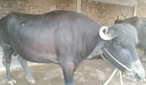 বিজিবিকে মারধর করে মহিষ ছিনতাই, বিএনপি নেতাকর্মীদের নামে  মামলা