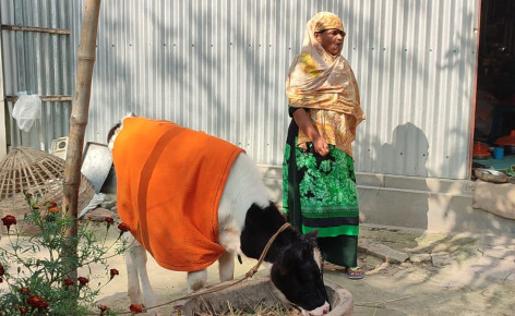 অবশেষে আলোচিত সেই এনজিও থেকে বাছুর বুঝে পেলেন দশ নারী