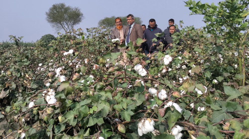 আম রাজ্যে বাড়ছে তুলা চাষ