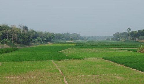 বড়ালের বুকে সবুজের সমারোহ