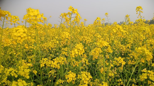 হলুদের সমারোহ, সুবাসিত চারিদিক