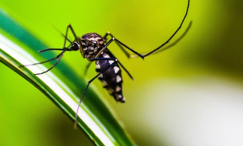 ডেঙ্গুতে আরও ৩ জনের প্রাণহানি