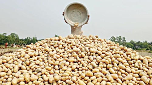 কেজিতে ৫-৬ টাকা লোকসান, দিশেহারা আলু চাষিরা