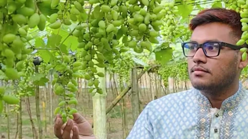 পান বরজ ভেঙে আঙুর চাষে সাফল্য