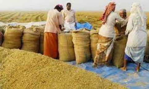 ধান-চালের সরকারি দাম নির্ধারণ