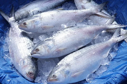 সাগর থেকেই ইলিশ যাচ্ছে ভারতীয়দের হাতে