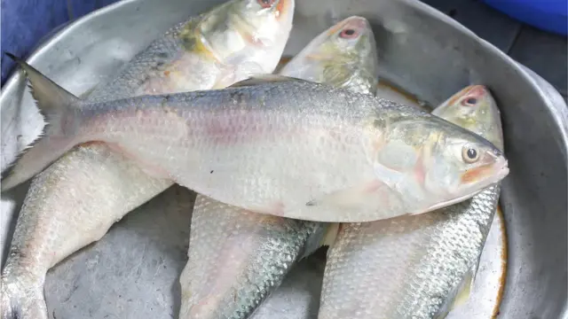 অবশেষে ভারতে যাচ্ছে ইলিশ