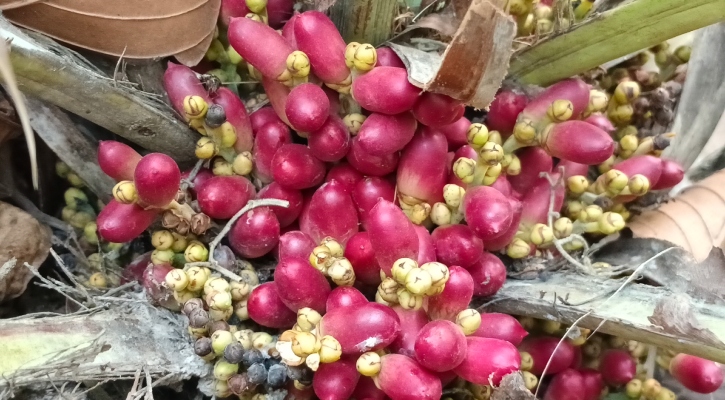 দেশে্ দেখা মিললো বিপন্ন খুদি খেজুরের