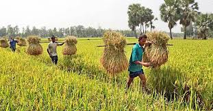 ১২ লাখ কৃষকের ১০ হাজার টাকা পর্যন্ত কৃষিঋণ মওকুফের সিদ্ধান্ত