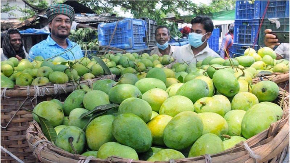 রাজশাহীতে আম সংগ্রহ শুরু হচ্ছে ১৫ মে