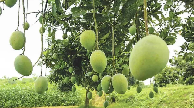 রাজশাহীতে আমের কারবার শুরু, নামানো হচ্ছে গুটি আম