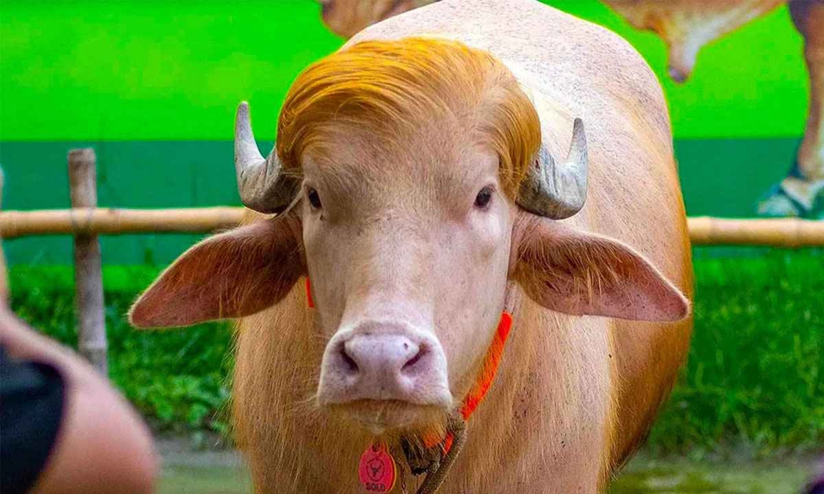 ১৫ দিনের কোয়ারেন্টাইনে মহিষ ‘ডোনাল্ড ট্রাম্প’