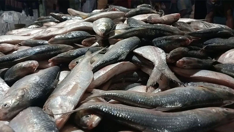 এক ট্রলারে ধরা পড়ল ৪৬ মণ ইলিশ