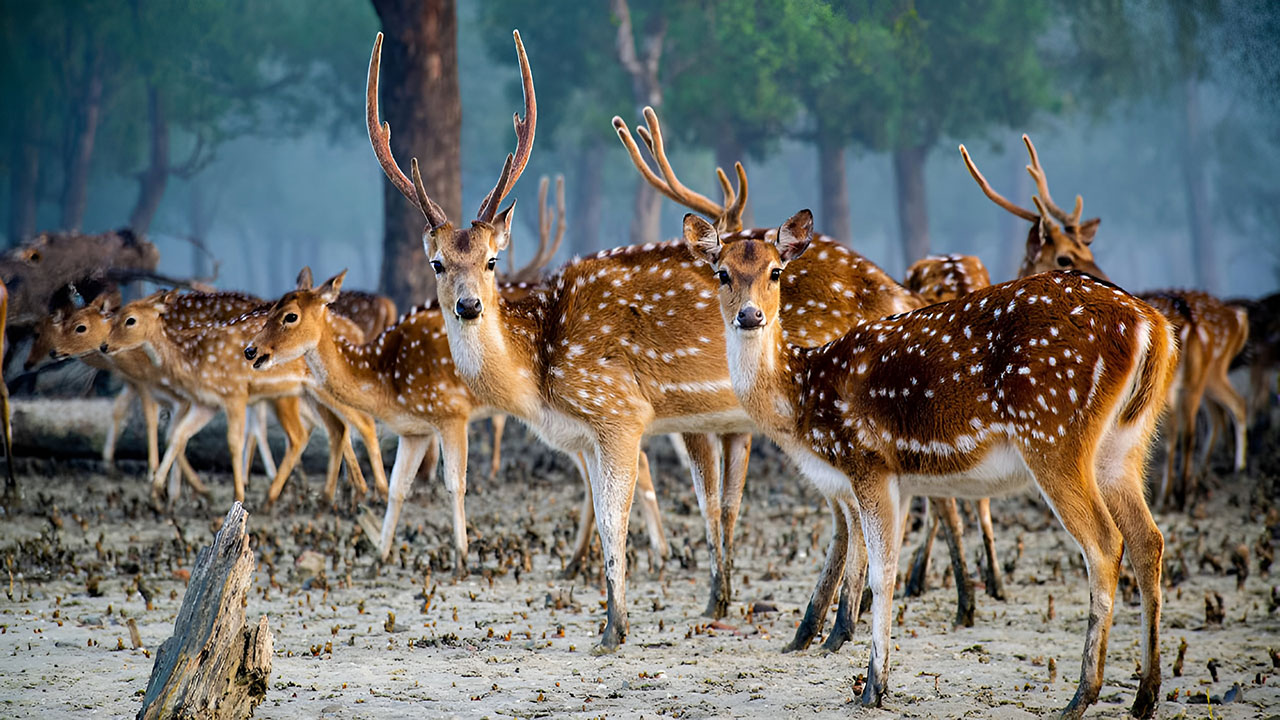 জাতীয় বন্যপ্রাণী দিবস আজ