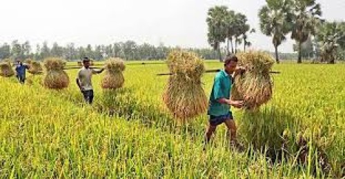 ১২ লাখ কৃষকের ১০ হাজার টাকা পর্যন্ত কৃষিঋণ মওকুফের সিদ্ধান্ত
