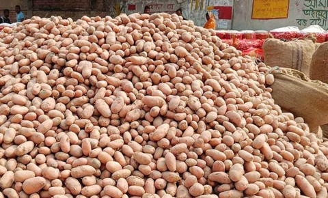এবার চটের বস্তা নিয়ে বিপাকে তানোরের আলু চাষিরা