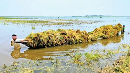 পানির নিচে বোরো ধান, পথে বসার শঙ্কায় লাখো কৃষক