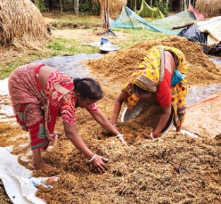 ‘পচা ধান দিয়া কিতা করুম’