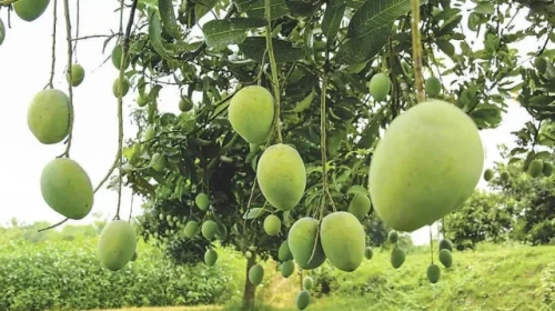 রাজশাহীতে আমের কারবার শুরু, নামানো হচ্ছে গুটি আম