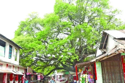 রহস্যঘেরা তেঁতুল গাছ, অশরীরী আতঙ্ক