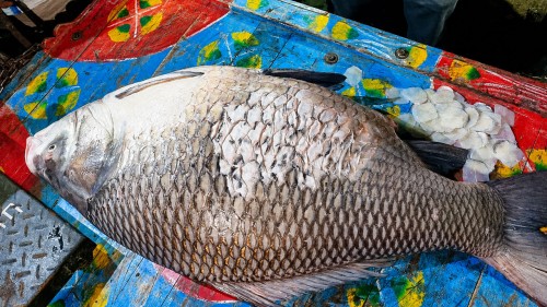পদ্মায় ধরা পড়ল ৪০ কেজির বিশাল কাতলা