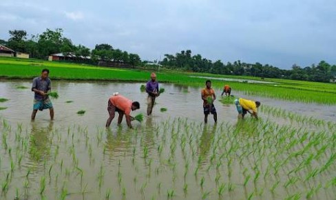 ৭ লাখ কৃষকের ৬০৪ কোটি টাকা কৃষিঋণ মওকুফ