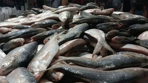এক ট্রলারে ধরা পড়ল ৪৬ মণ ইলিশ