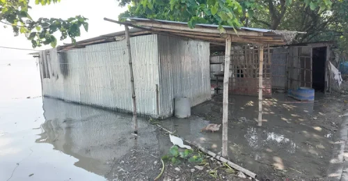 রাজশাহীতে পদ্মার পানি কমলেও দুর্ভোগ কাটেনি চরাঞ্চলে