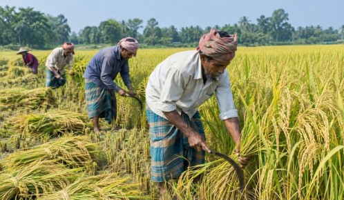 কৃষিতে শ্রমিক সংকট,বাড়ছে উৎপাদন খরচ